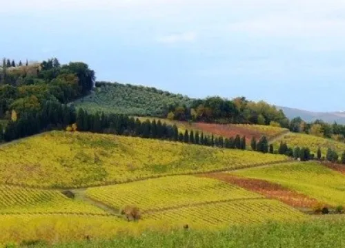 immagine di campi agricoli in collina