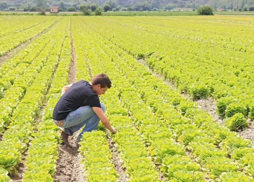 Ragazzo in un campo agricolo