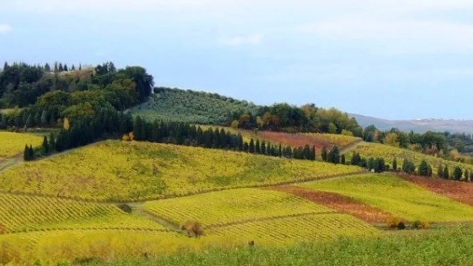 immagine di campi agricoli in collina