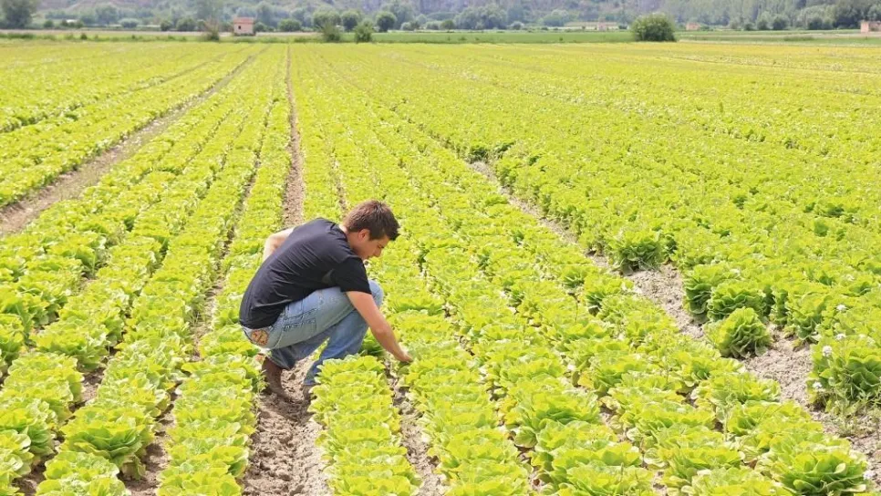 Ragazzo in un campo agricolo