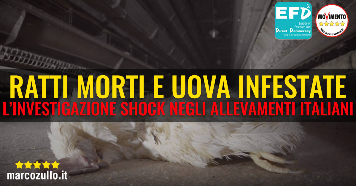Ratti e uova infestate: l'investigazione shock negli allevamenti italiani