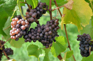 Pinot_Grigio_prior_to_harvest,_vintage_2012